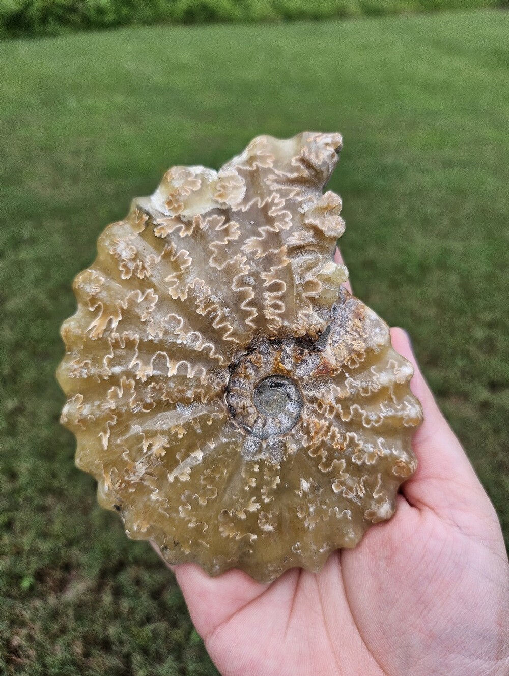 Ammonite Shell 4.5 In - Picture 3 of 3